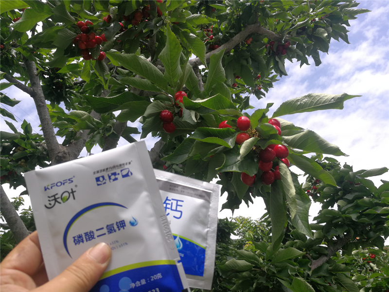 櫻桃種植管理過(guò)程中，保花保果五大技術(shù)要點(diǎn)