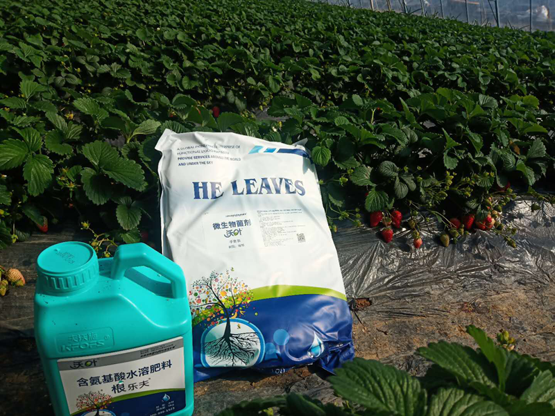 水溶肥-草莓用沃葉菌劑+根樂(lè)夫效果1.png