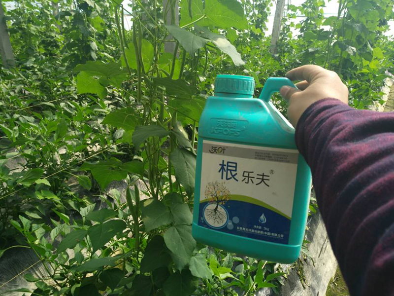 生根劑-豆角用沃葉根樂(lè)夫效果.png