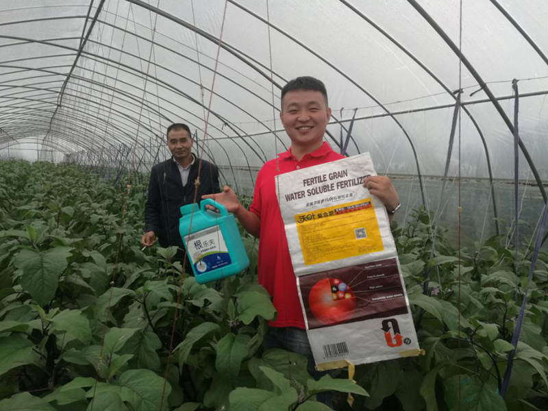 水溶肥-茄子用沃葉根樂(lè)夫+顆粒水溶肥效果.png