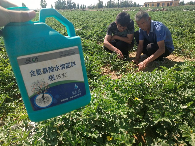 生根劑-西瓜用沃葉根樂(lè)夫生根劑效果.jpg