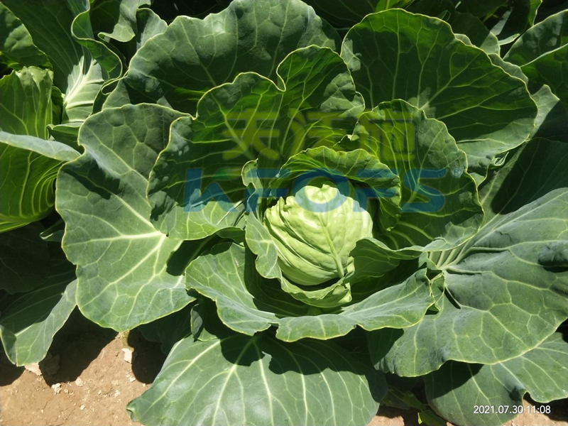 葉菜類(lèi)蔬菜用什么肥料比較好-沃葉葉面肥包菜.png