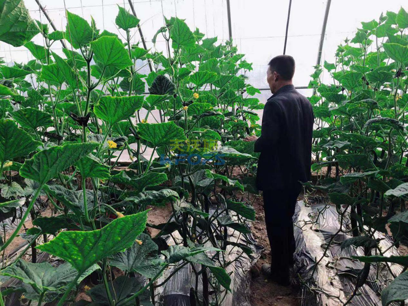 黃腐酸鉀怎么用？王老師為您解答