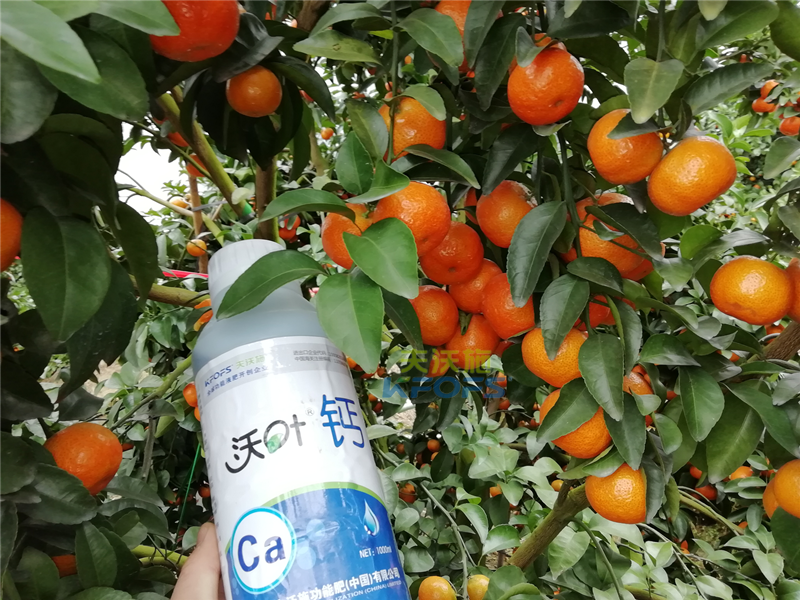 水溶肥-砂糖橘用沃葉鈣肥效果.png