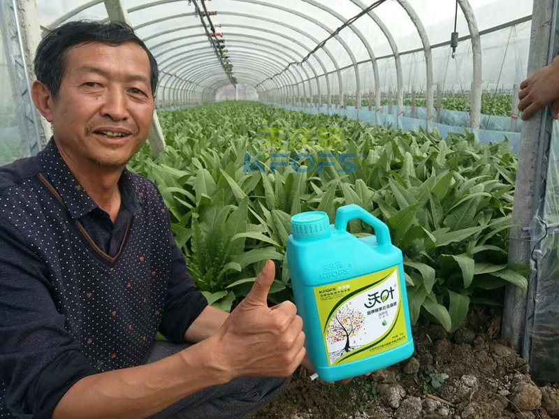 水溶肥怎樣使用，大棚蔬菜才能產(chǎn)量高