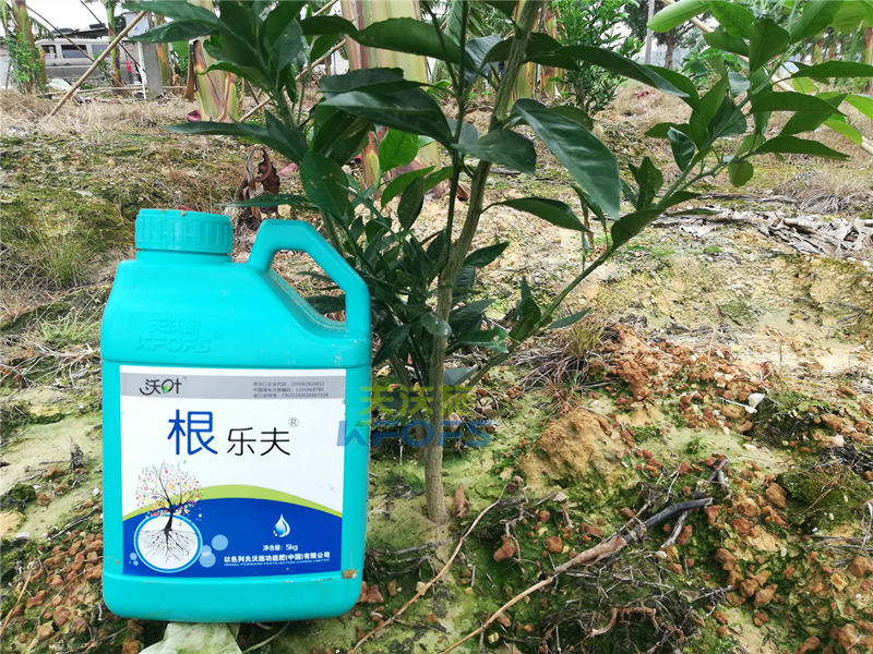 生根劑-柑橘用沃葉根樂(lè)夫效果.png