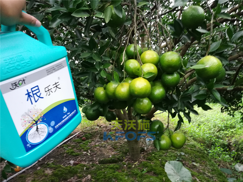 生根劑-柑橘用沃葉根樂(lè)夫效果1.png.dl.png