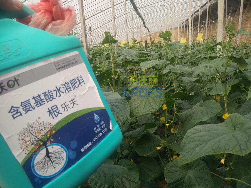 水溶肥調(diào)理黃瓜黃頭，夫沃施有一招！