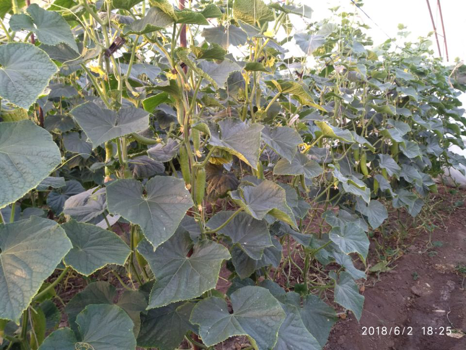 菌肥的正確使用方法？