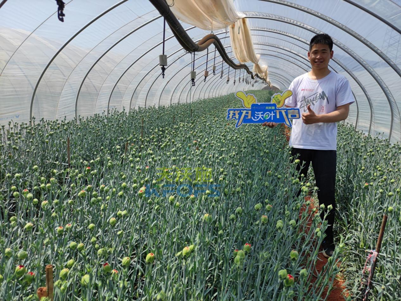 進(jìn)口水溶肥-沃葉進(jìn)口水溶肥康乃馨.png
