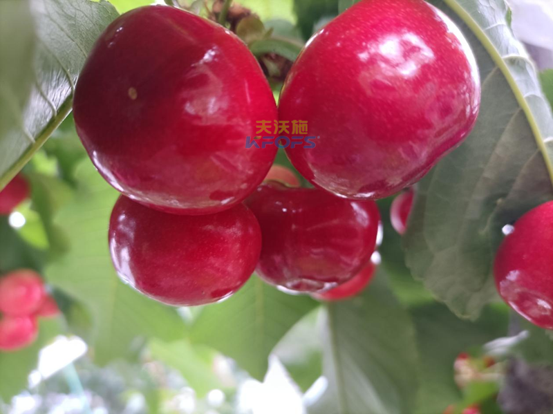 櫻桃用什么水溶肥-沃葉水溶肥.png
