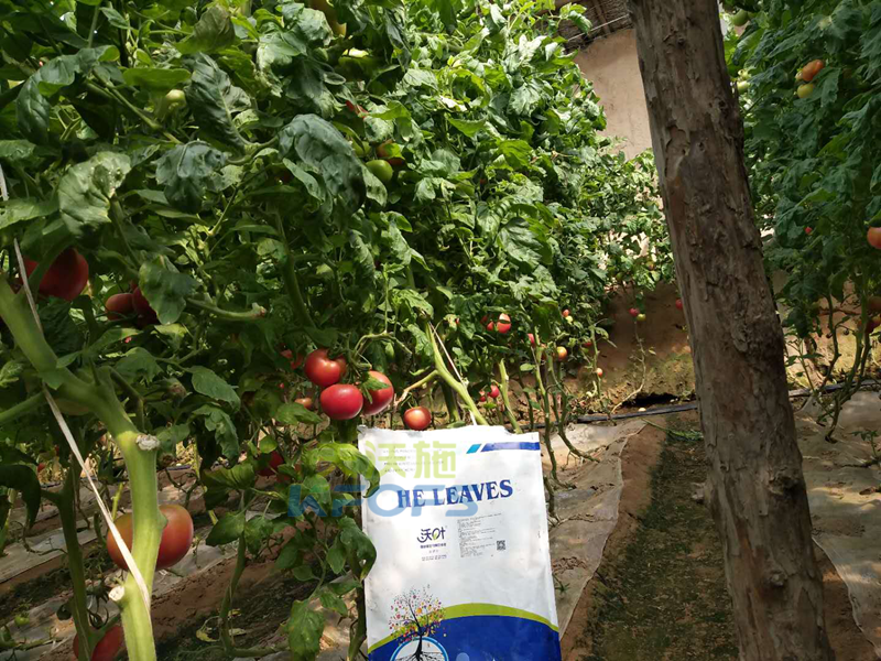 生物菌肥哪家好？