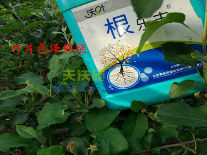 進(jìn)口沖施肥哪家好？