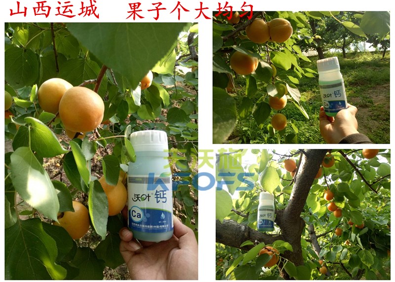螯合鈣的用途！
