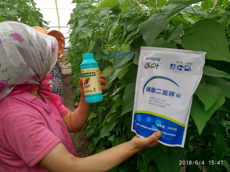 豆角需要什么樣的沖施肥？.png
