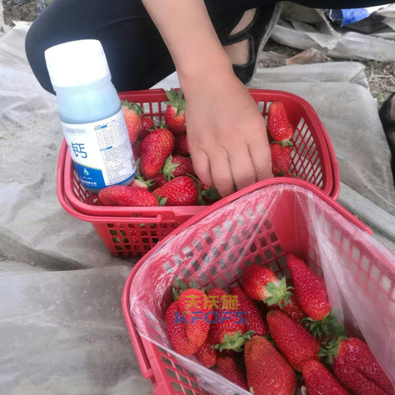 草莓果實(shí)膨大期施肥原則及方案！.png