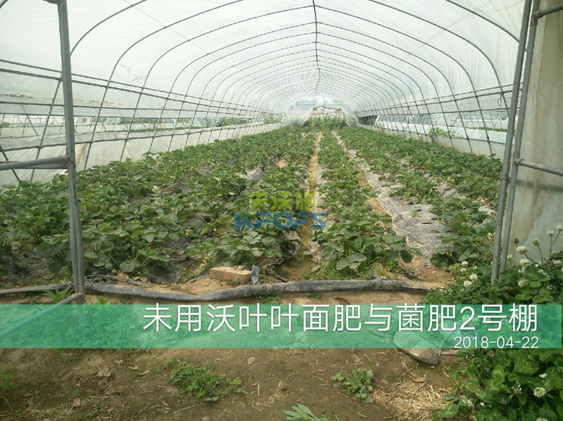 草莓果實(shí)膨大期施肥原則及方案！1.png