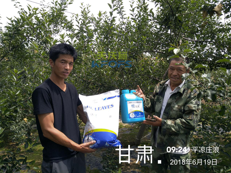 蘋果怎么施肥？.png