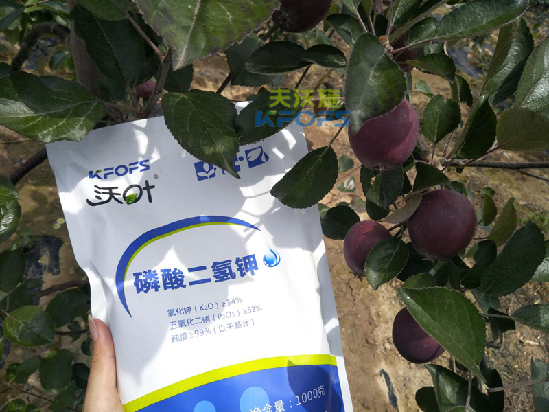 蘋果怎么施肥？1.png