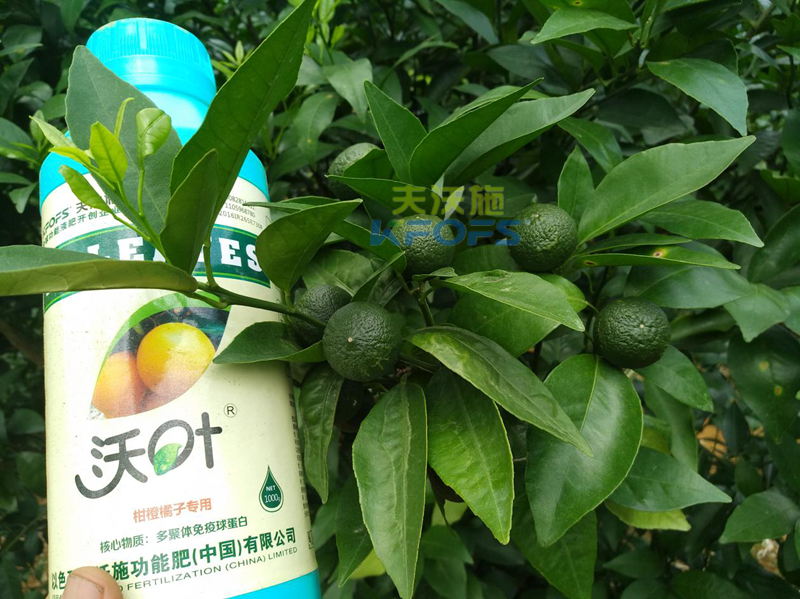 柑橘全年施肥習(xí)慣表.png