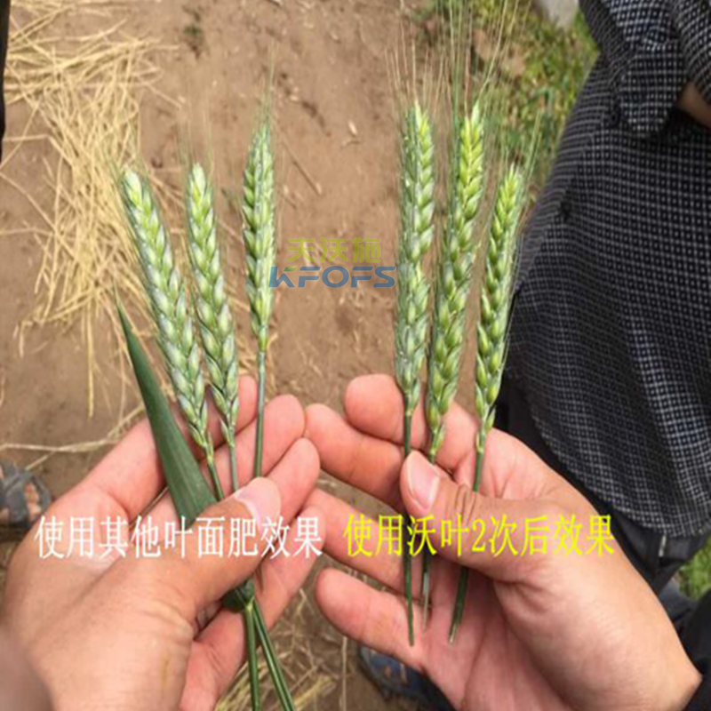 小麥葉面肥噴施的注意事項？