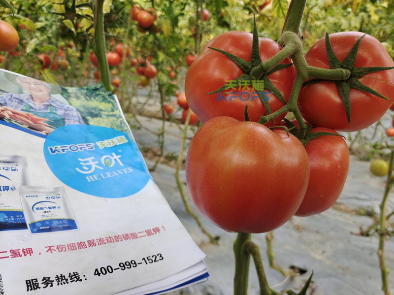 葉面肥什么時候打效果好-沃葉磷酸二氫鉀西紅柿.png