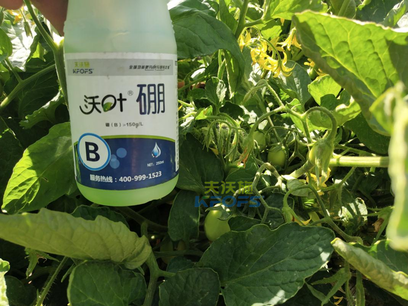 葉面肥什么時候打效果好-沃葉硼肥西紅柿1.png