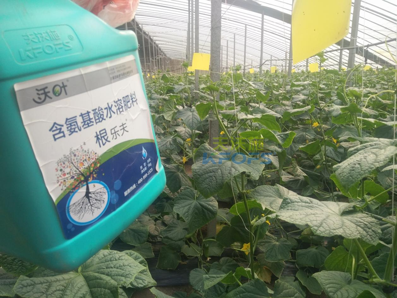 生根劑黃瓜落秧用有什么好處？