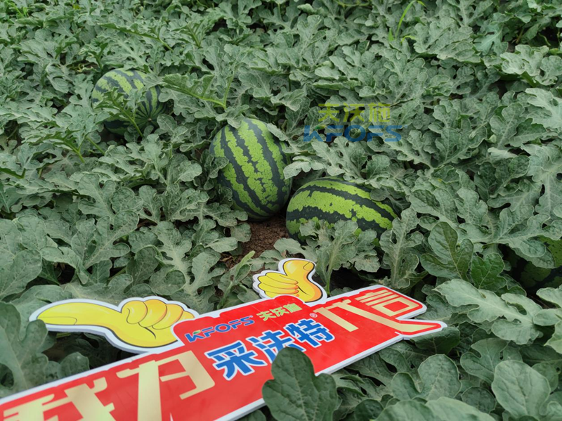 西瓜施肥用什么肥料好？