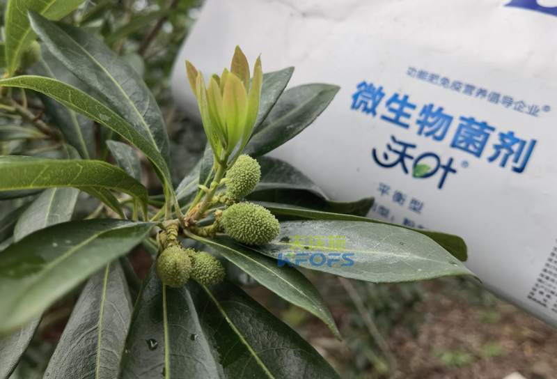 楊梅用什么水溶肥效果好？周大哥推薦沃葉