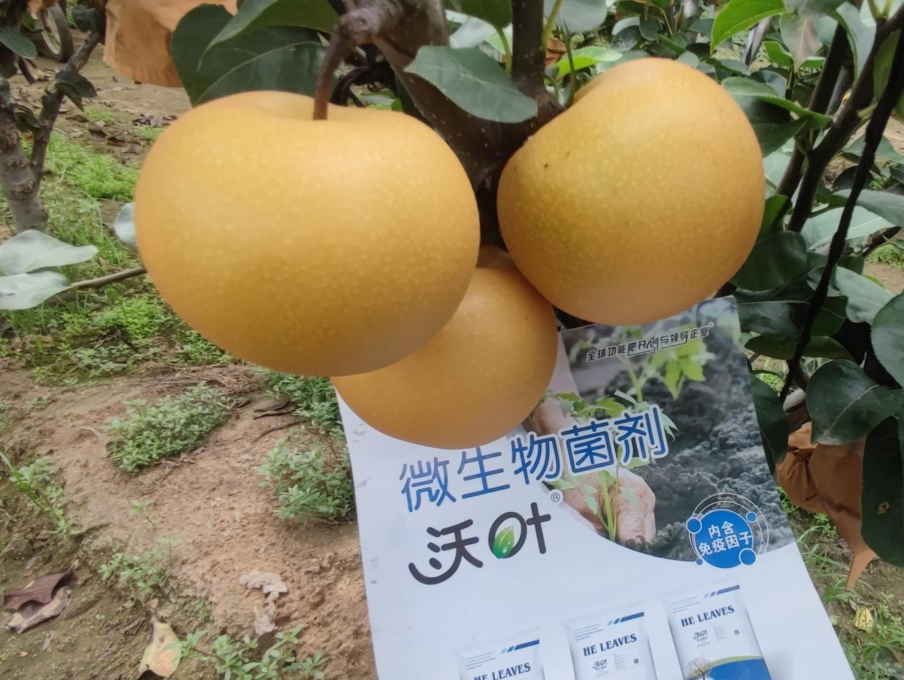 果樹施肥用什么水溶肥好？