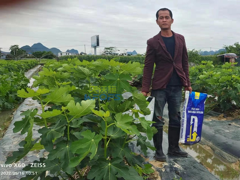 無花果施什么肥果實大？