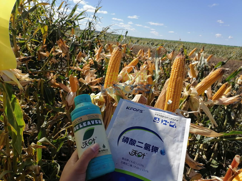 玉米葉面肥哪個品牌好？