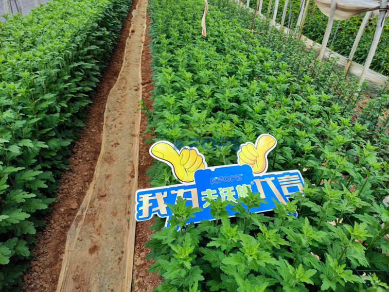 菊花上用水溶肥效果怎么樣？