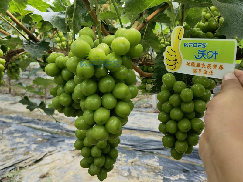 水溶肥，果樹種植戶認準夫沃施