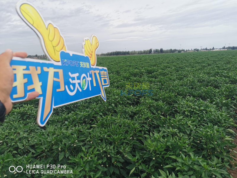 辣椒用什么肥料效果好？