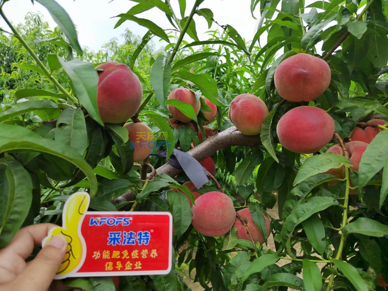 桃樹施什么肥料好？