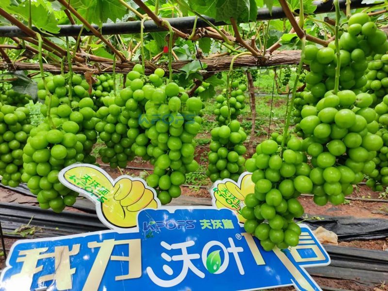 陽光玫瑰葡萄用什么肥料好？