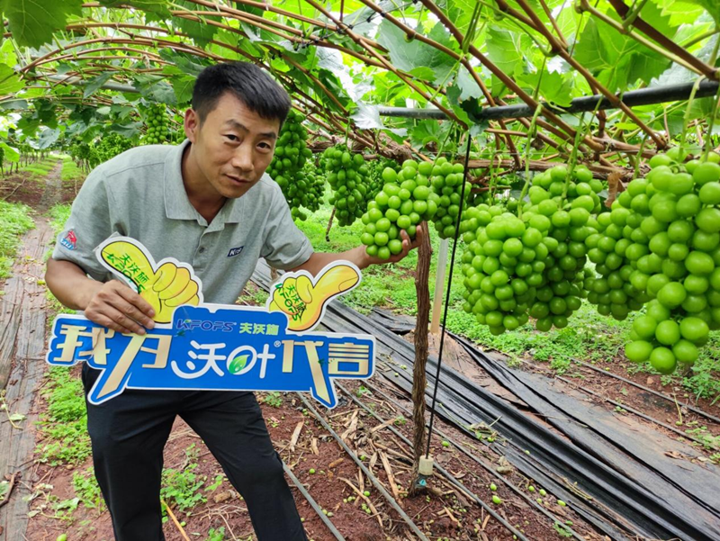 新栽葡萄施肥技術(shù)，附種植條件