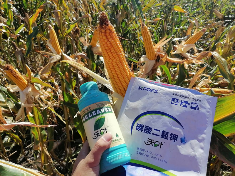 水溶肥用在玉米上，保質又增產1.png