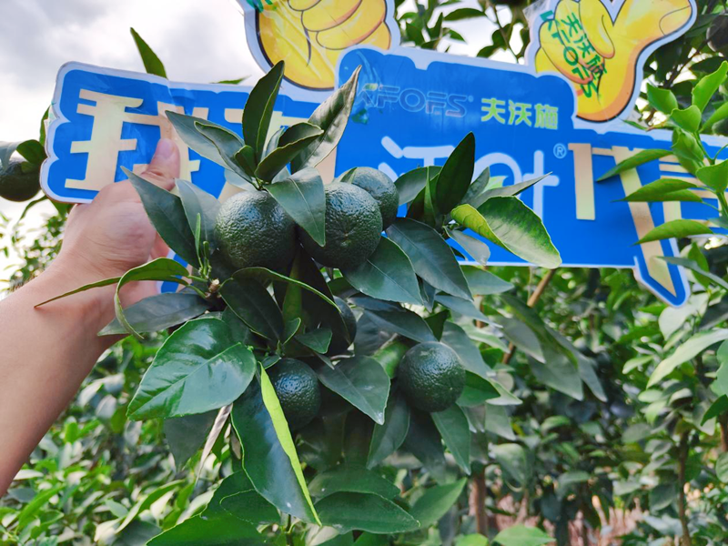 果樹用什么水溶肥效果好？他們認可這款