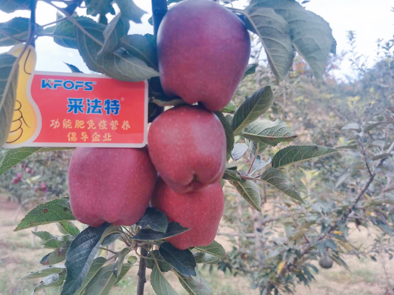 蘋果用采法特水溶肥效果怎么樣？