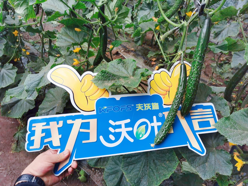 水溶肥效果怎么樣？