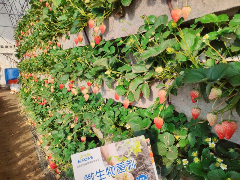 微生物菌劑用在草莓上效果怎么樣？