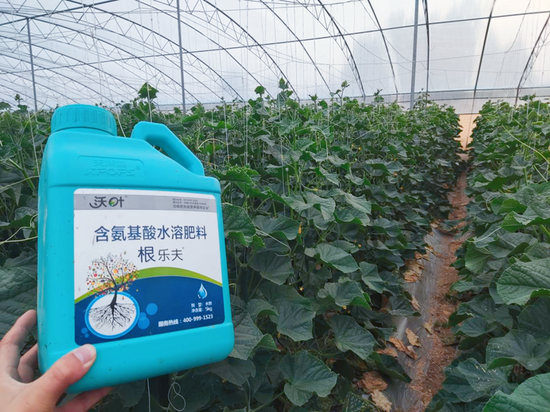 黃瓜施用水溶肥效果怎么樣？