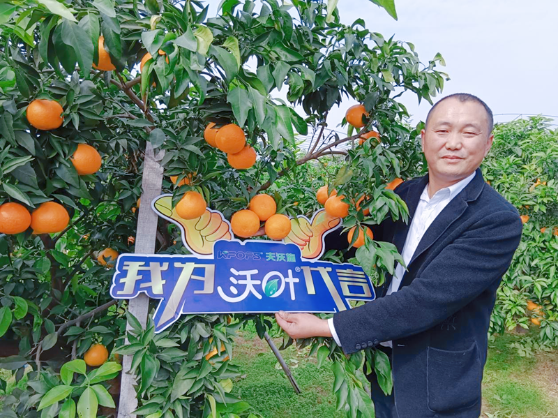 柑橘樹(shù)用什么肥料好-沃葉水溶肥.png