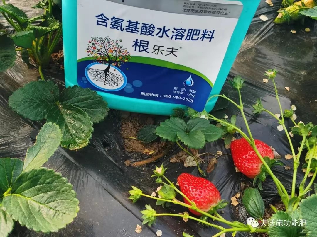 生根劑用在草莓上效果怎么樣？