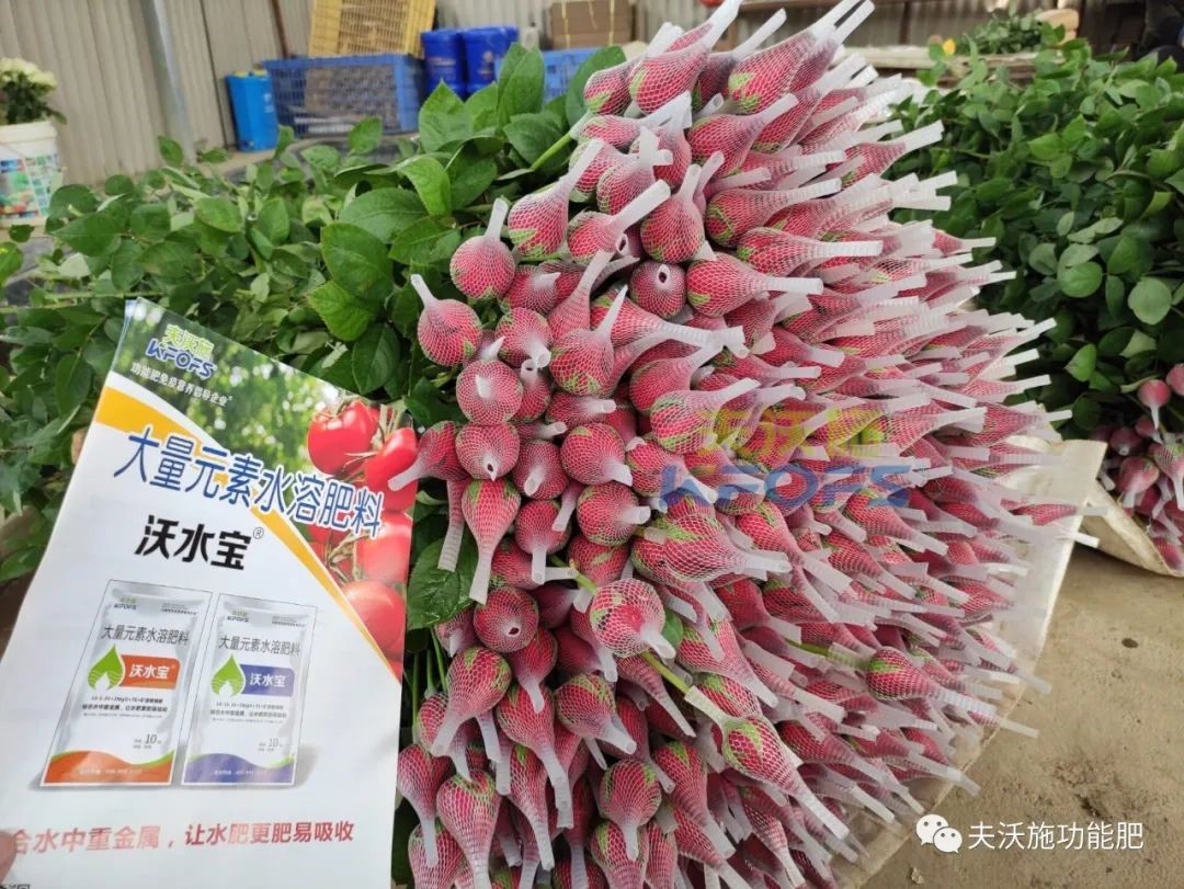 玫瑰花用什么肥料最好？