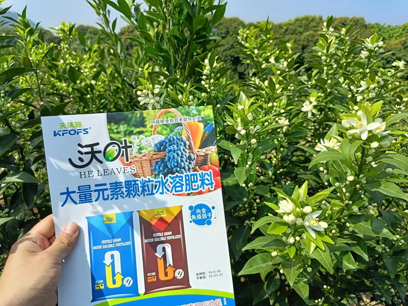 沃柑用什么效果好？夫沃施案例
