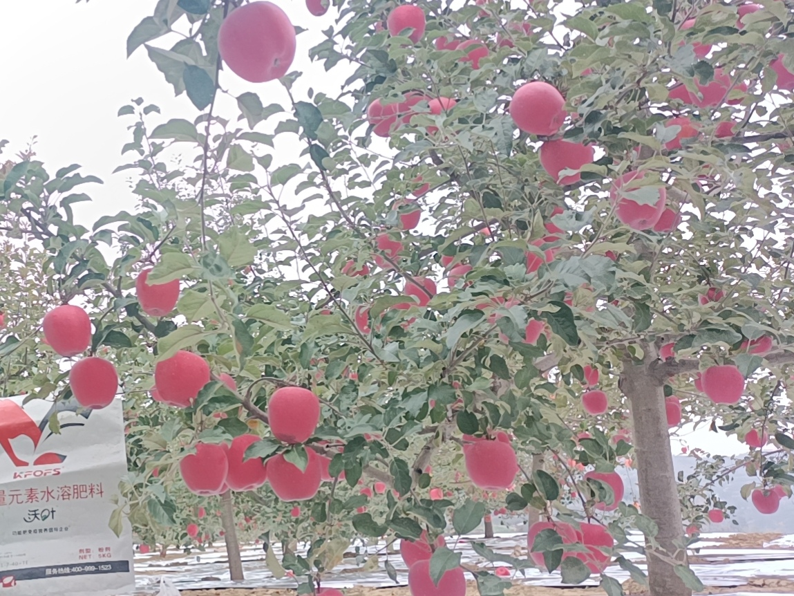 蘋果樹用什么肥料好-蘋果用沃葉粉劑大量元素效果.png